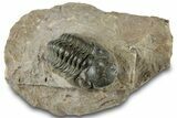 Reedops Trilobite Fossil - Atchana, Morocco #312346-3